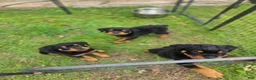 Rottweiler dogs for sale: Rottweiler Puppy 1 - Ad 4