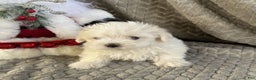 Maltese dogs for sale: Snowflake  - Ad 2
