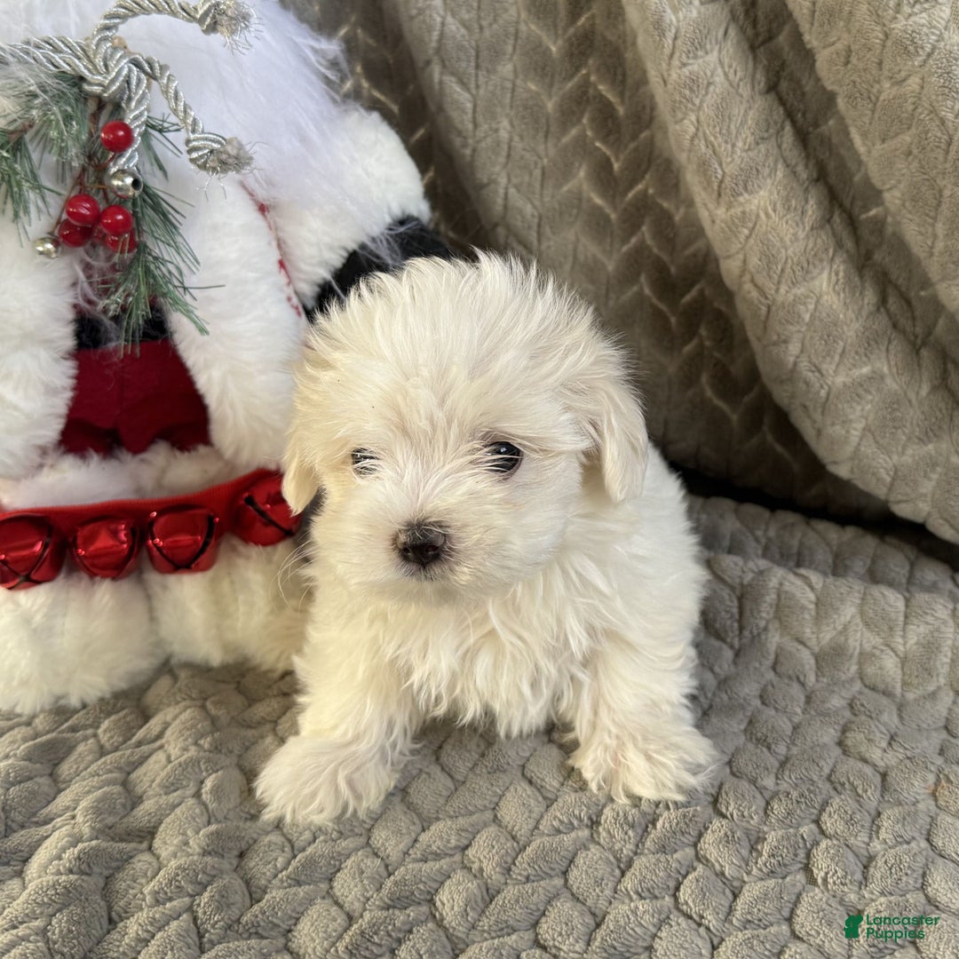 Maltese dogs for sale: Snowflake  - Ad 2