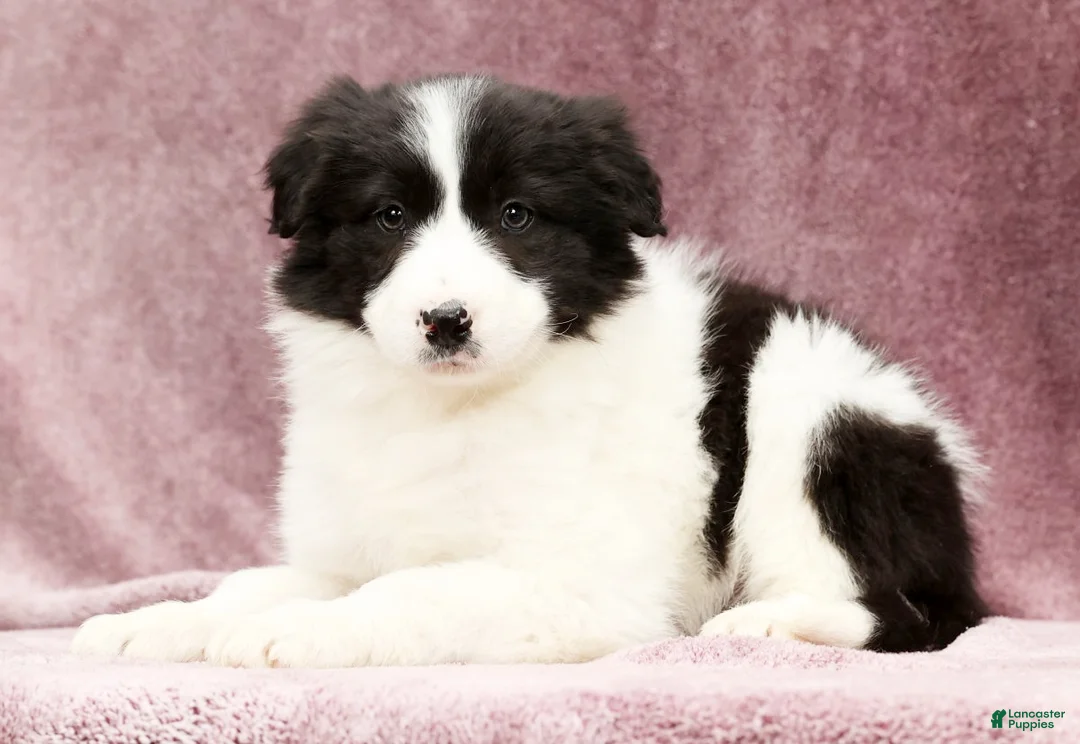Border Collie dogs for sale: Daisy - Ad 8