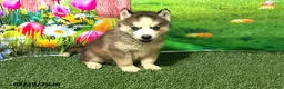 Siberian Husky dogs for sale: Honey - Ad 1