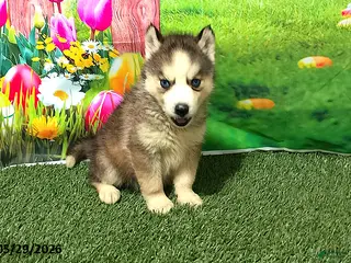 Siberian Husky dogs for sale: Honey - Ad 1