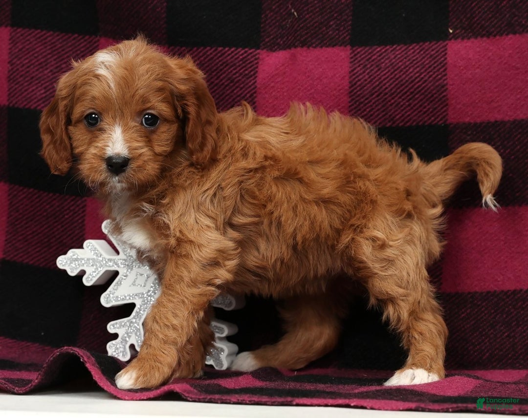 Cavapoo dogs for sale: Noel - Ad 2