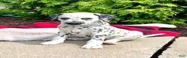 Dottie❤️AKC 🐾Text or Call today