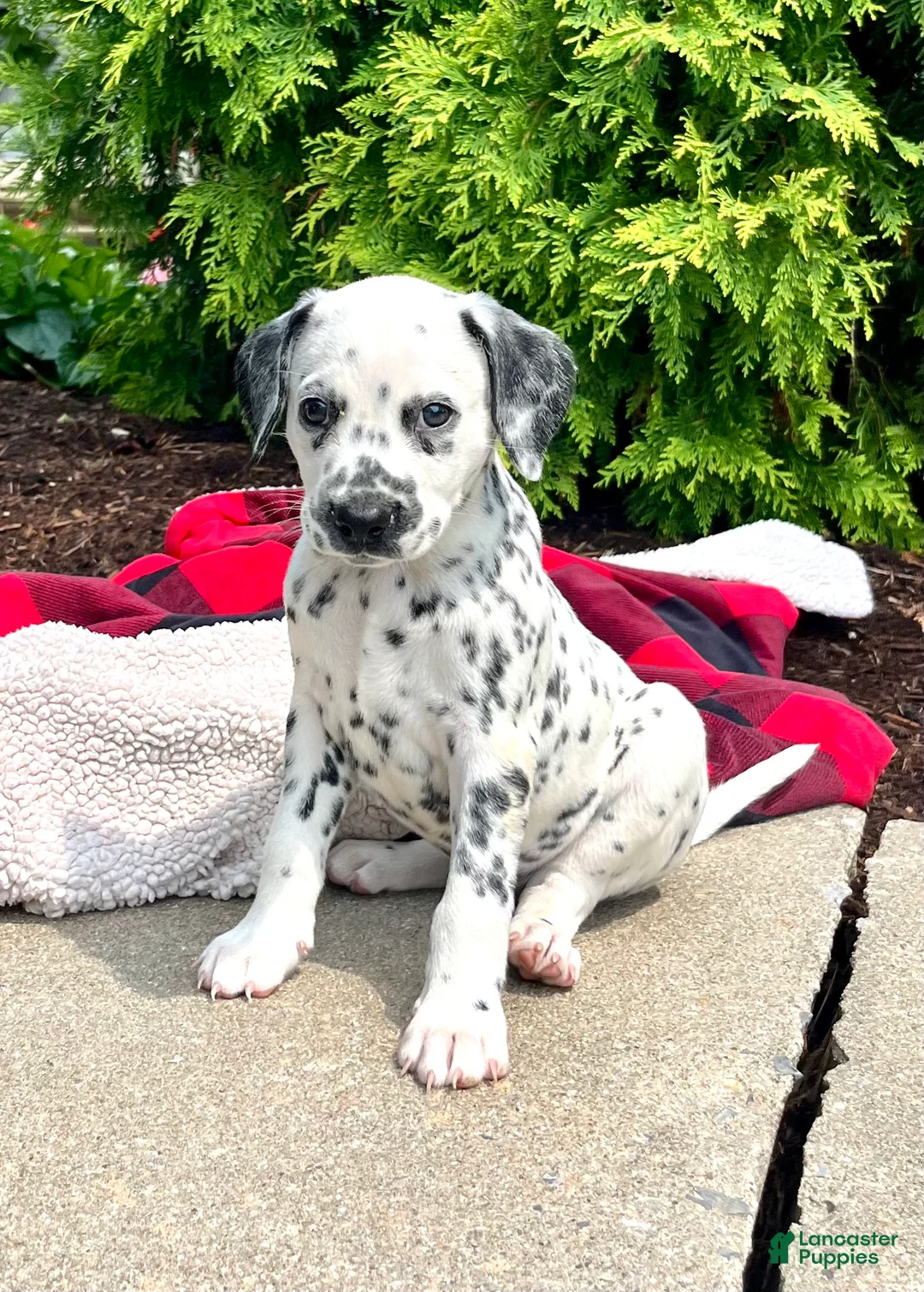 Dalmatian dogs for sale: Dottie❤️AKC 🐾Text or Call today - Ad 1