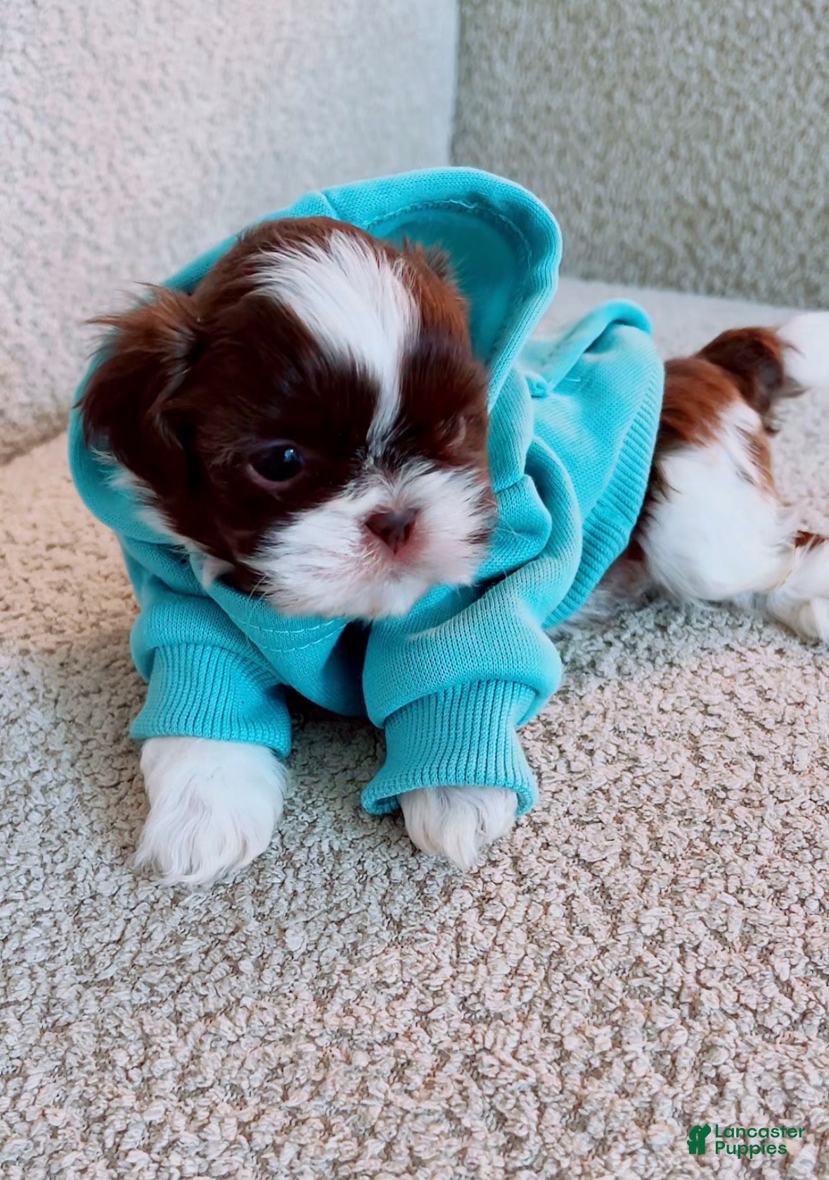 Shih Tzu dogs muffin - Ad 2