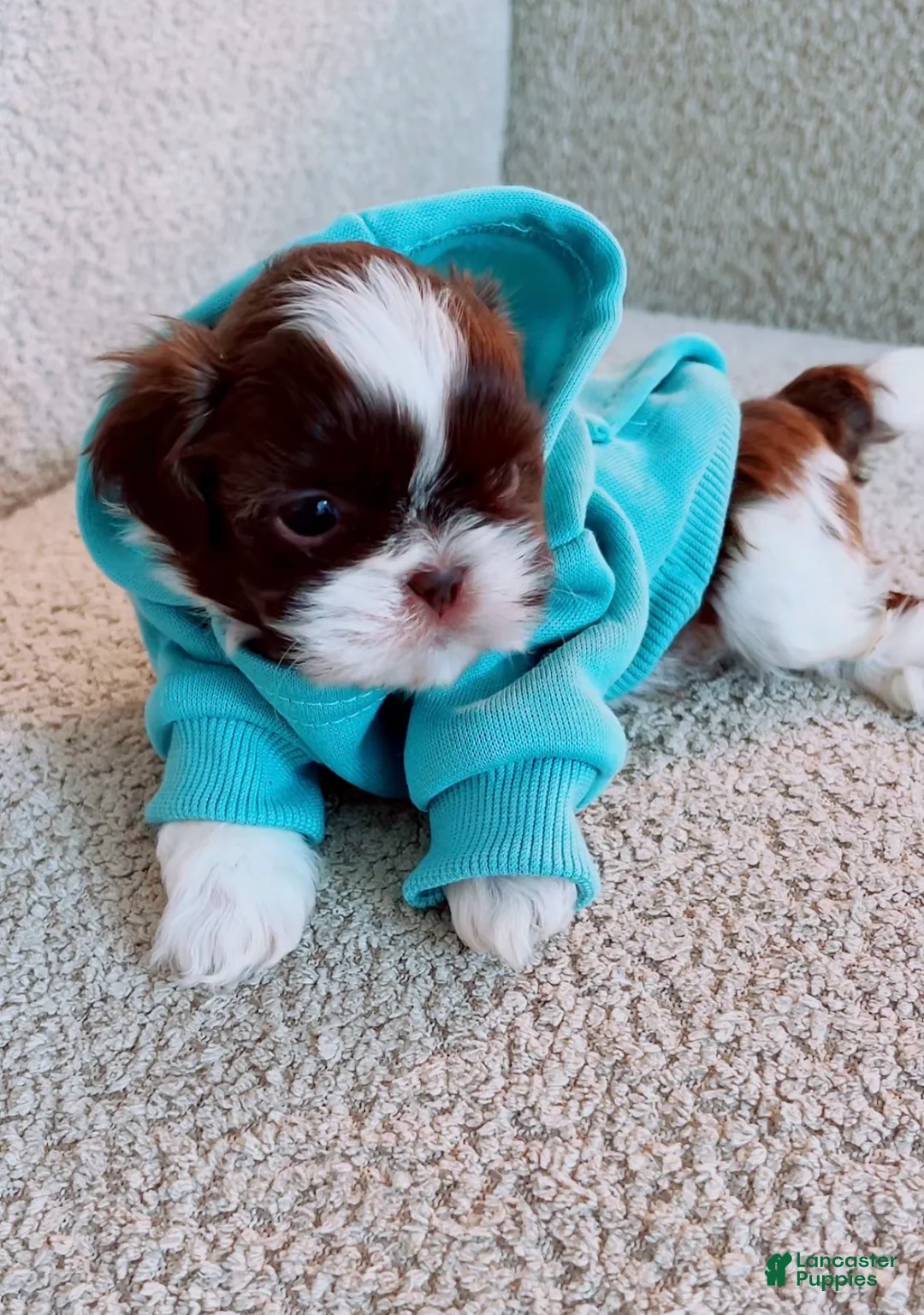 Shih Tzu dogs for sale: muffin - Ad 2