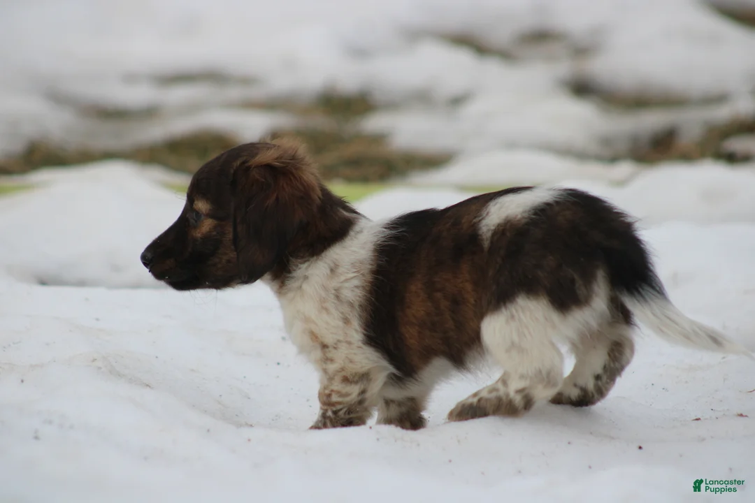 Miniature Dachshund dogs for sale: Bonita - Ad 16