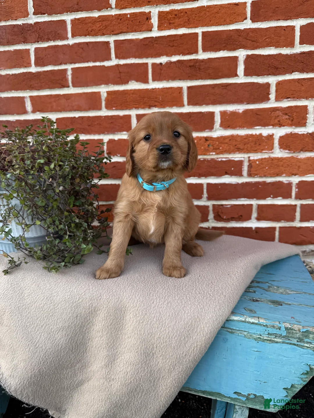 Miniature Golden Retriever dogs for sale: Miniature Golden Retriever Puppy 6 - Ad 4