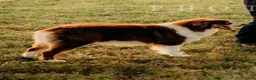 Australian Shepherd dogs for sale: Lemon - Ad 15