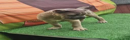 Cane Corso dogs for sale: ZEUS - Ad 6