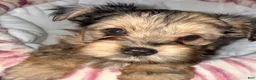Yorkshire Terrier dogs for sale: Nala - Ad 4