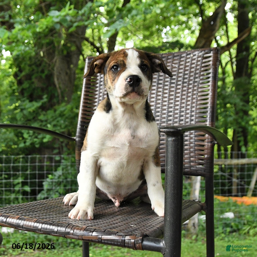 Mixed Breed dogs Washington - Ad 2