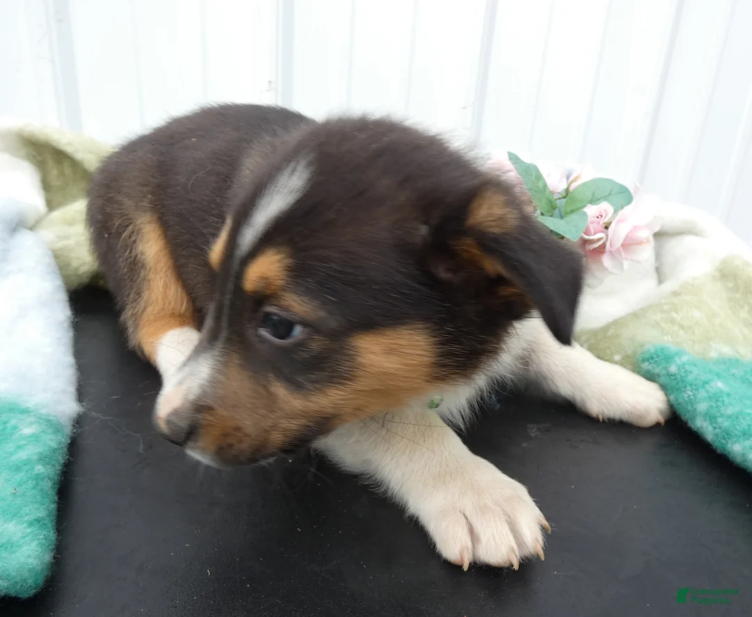 Border Collie dogs for sale: Border Collie Puppy 1 - Ad 1