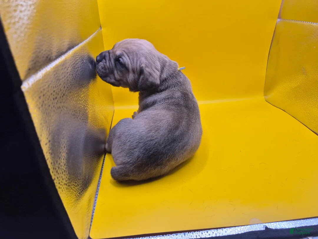 Mixed Breed dogs for sale: Yellow collar - Ad 2