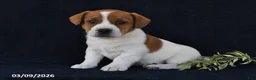 Jack Russell Terrier dogs for sale: Wallis - Ad 1