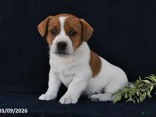 Jack Russell Terrier dogs for sale: Wallis - Ad 4