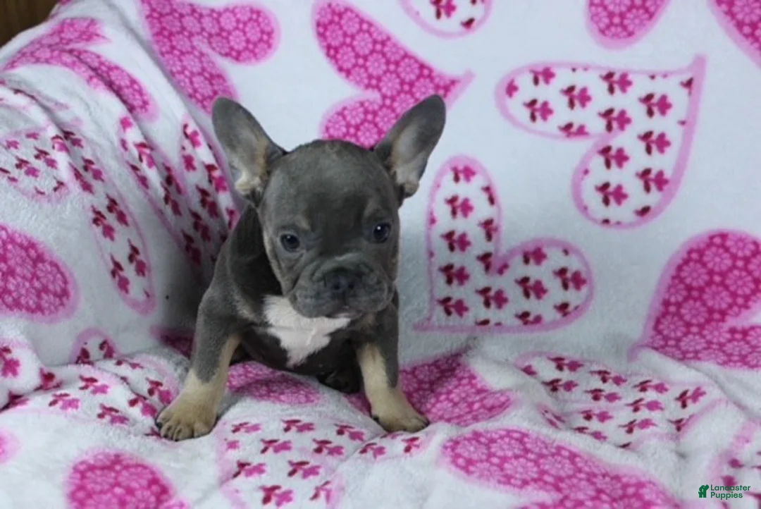 French Bulldog dogs for sale: Paisley - Ad 5