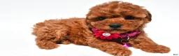 Maltipoo dogs for sale: Kara f1b - Ad 5