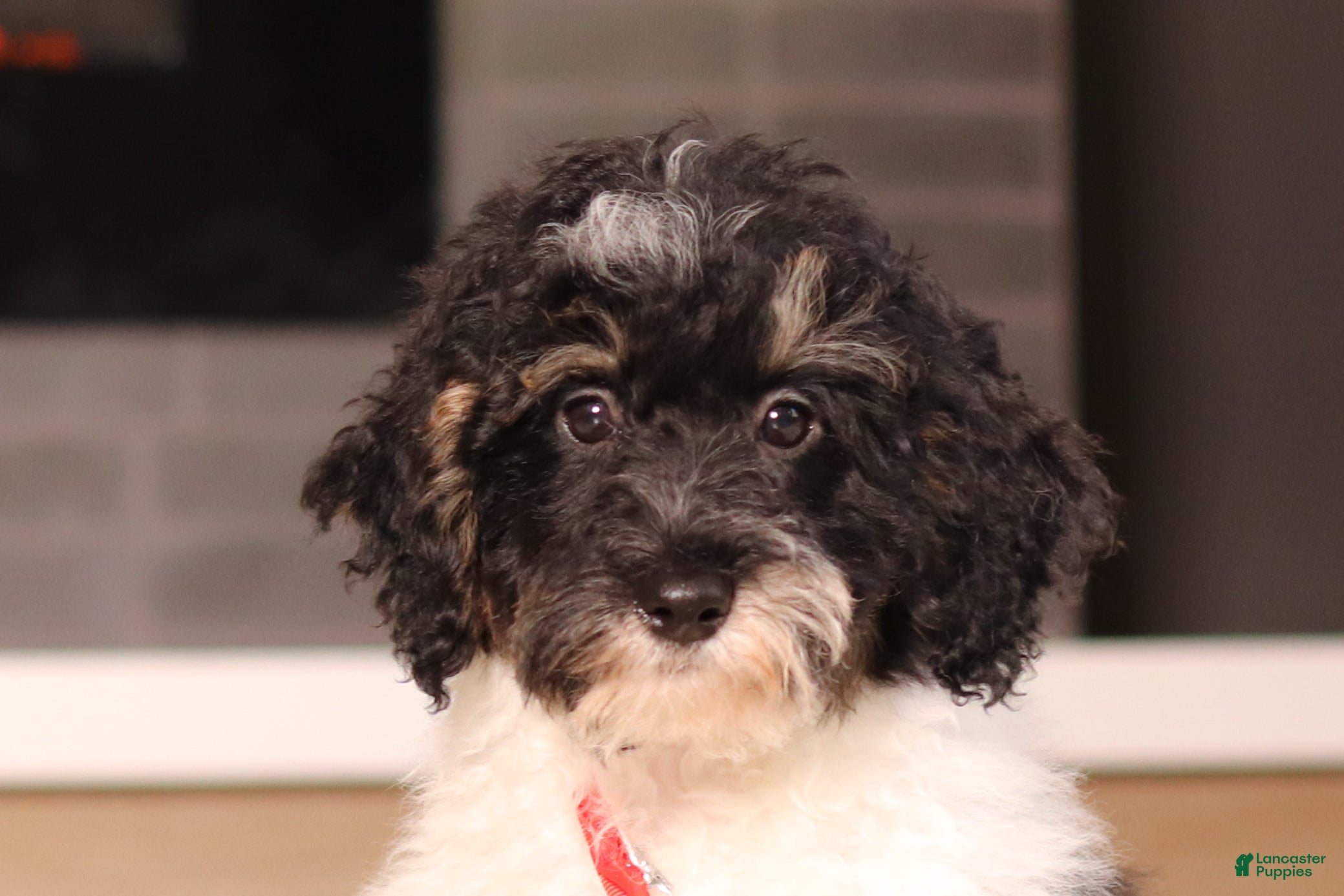 Miniature Poodle dogs Maverick (AKC) - Ad 1