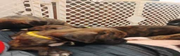 Boxer dogs for sale: Boxer 6 - Ad 5