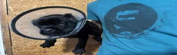 Cane Corso dogs for sale: Cane Corso 1 - Ad 4