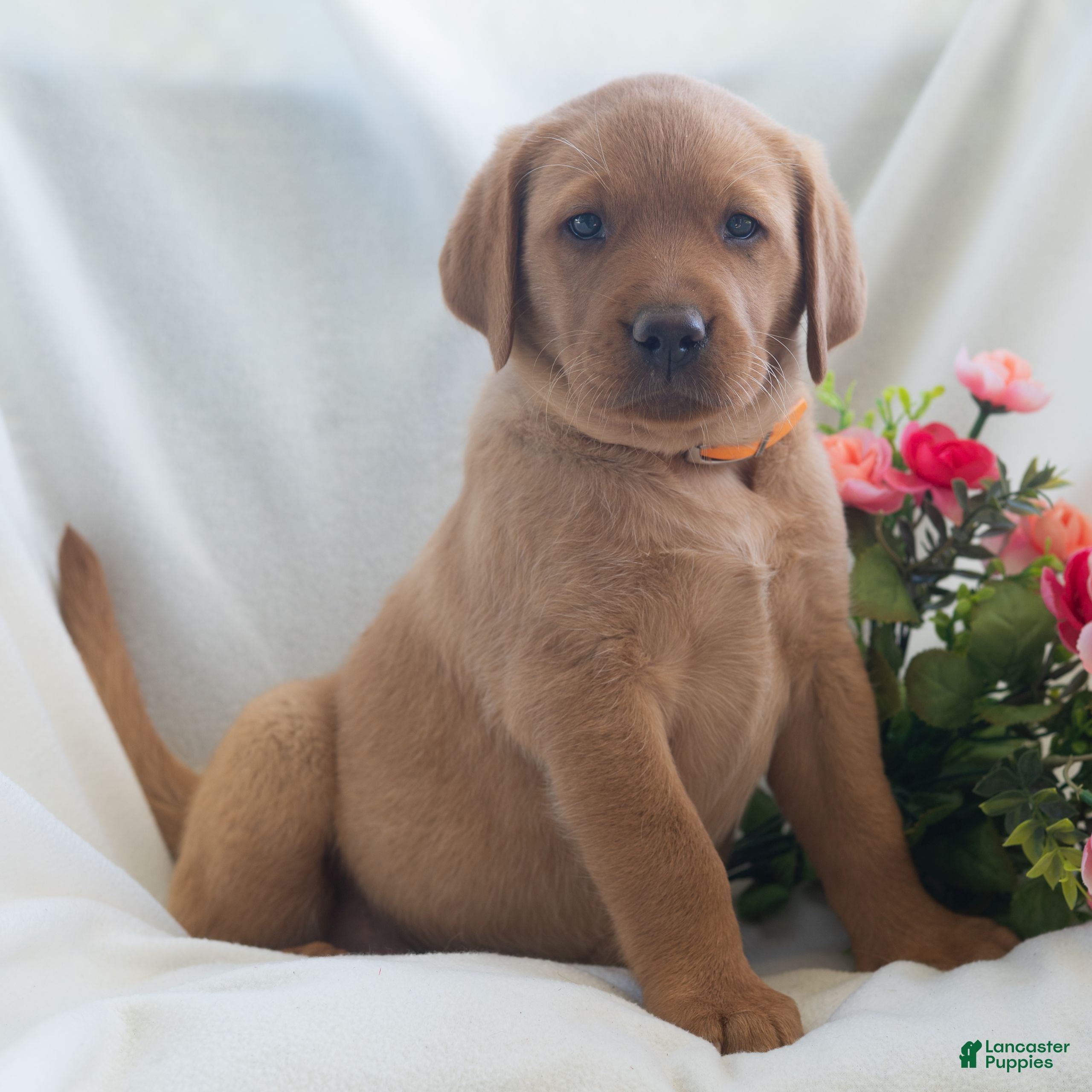 Labrador Retriever dogs Jolissa  - Ad 2