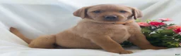 Labrador Retriever dogs for sale: Jolissa  - Ad 2
