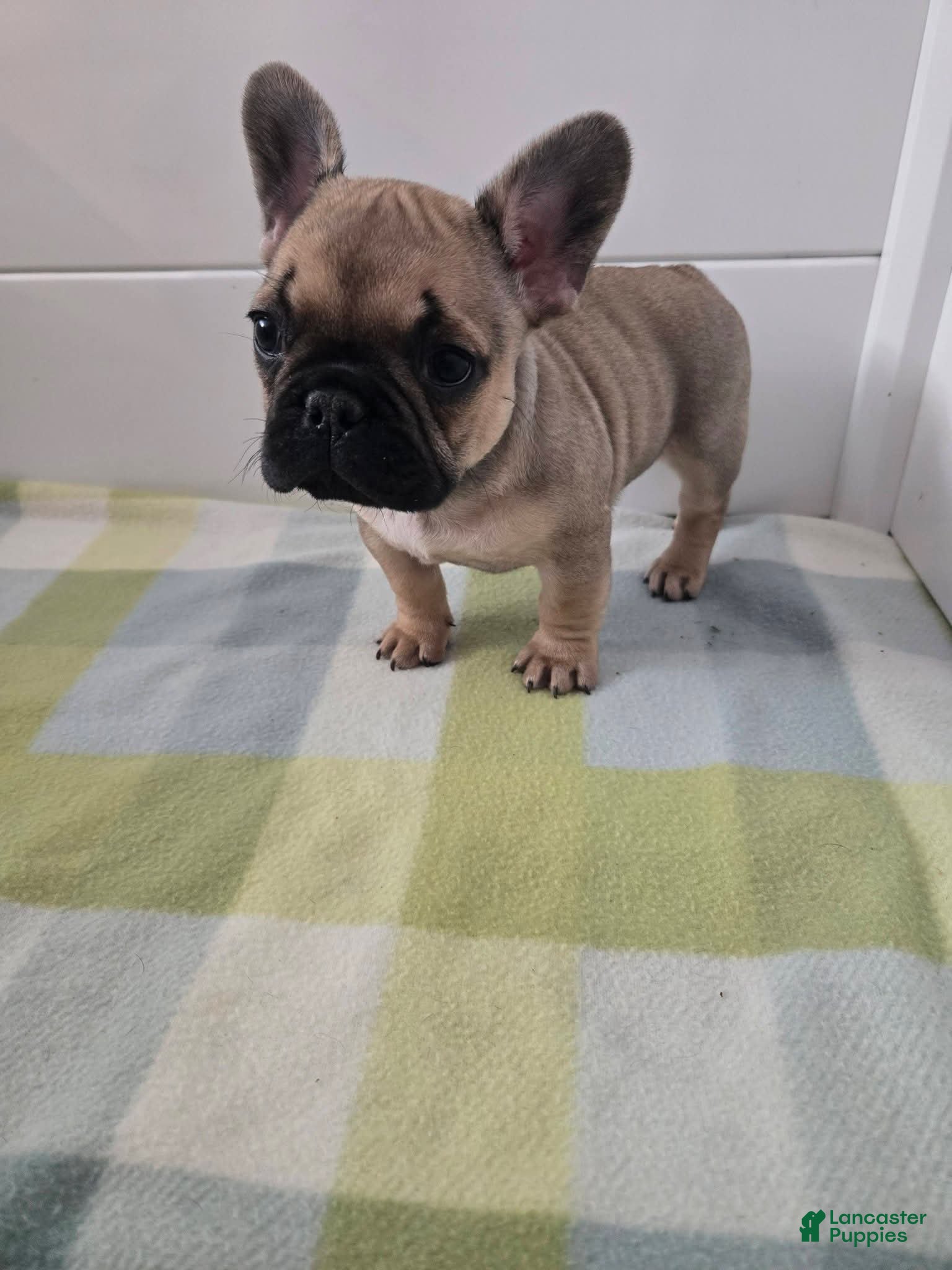 French Bulldog dogs French Bulldog Puppy 2 - Ad 1