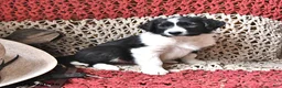 Border Collie dogs for sale: Gypsy - Ad 3