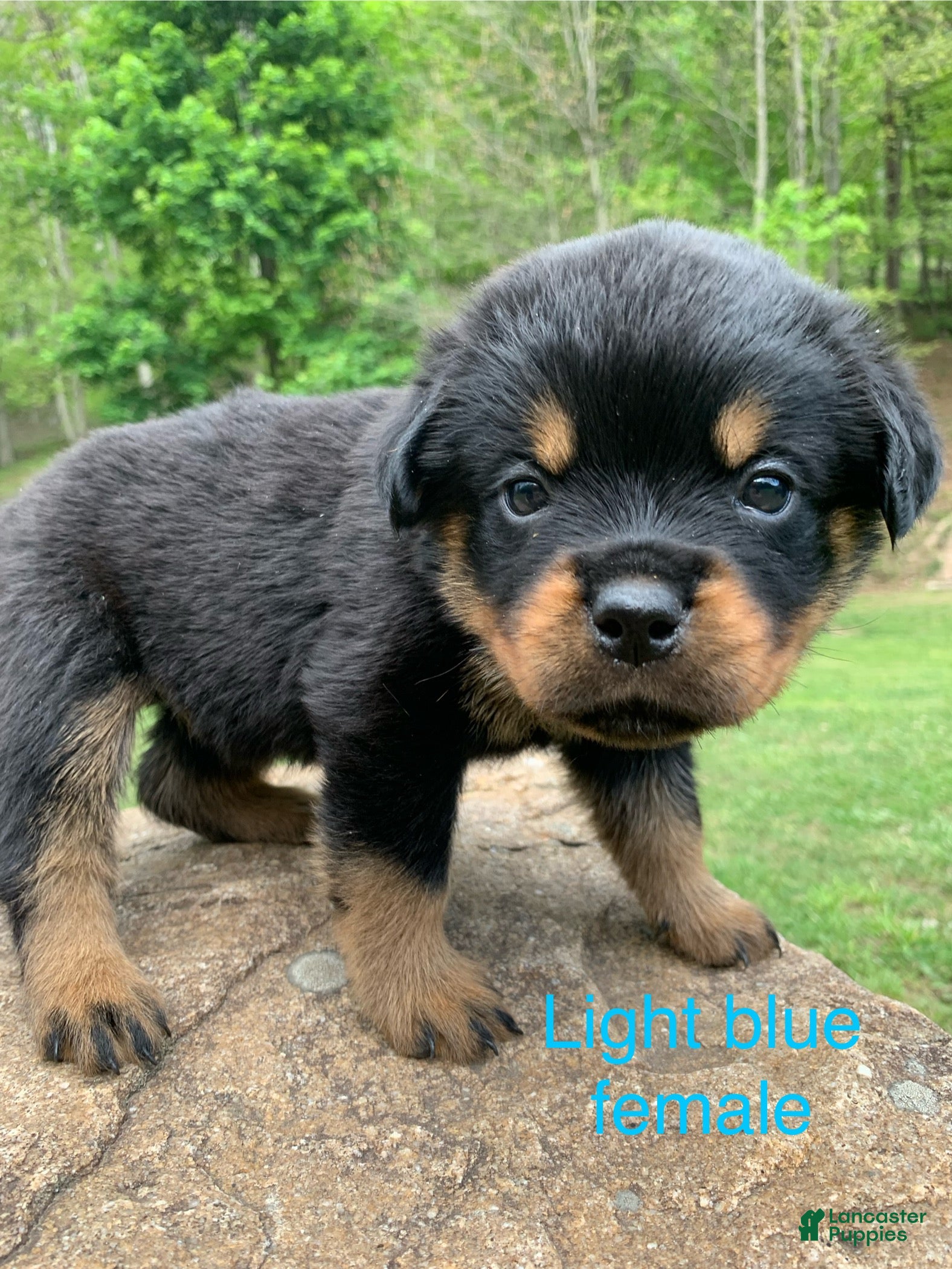 Rottweiler dogs Light blue Female - Ad 14