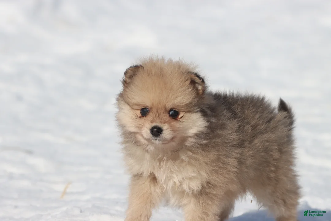 Pomeranian dogs for sale: Yoshi - Ad 2