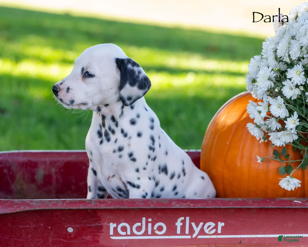 Dalmatian dogs for sale: Darla - Ad 2