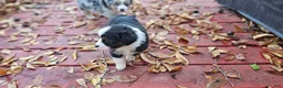 Miniature Australian Shepherd dogs for sale: Cake - Ad 7