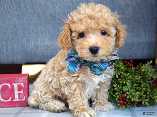 Maltipoo dogs Frankie - Ad 27
