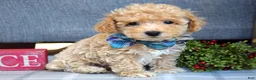 Maltipoo dogs for sale: Frankie  - Ad 5