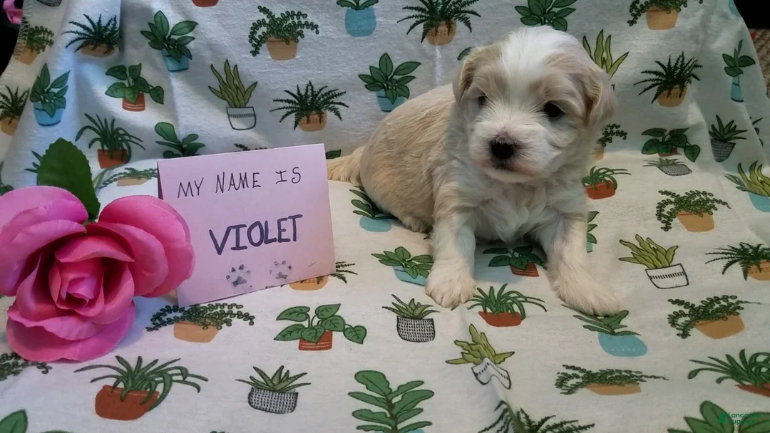 Maltipoo dogs for sale: Violet - Ad 7
