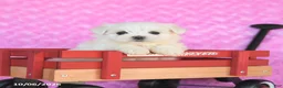 Maltese dogs for sale: Pluto - Ad 4