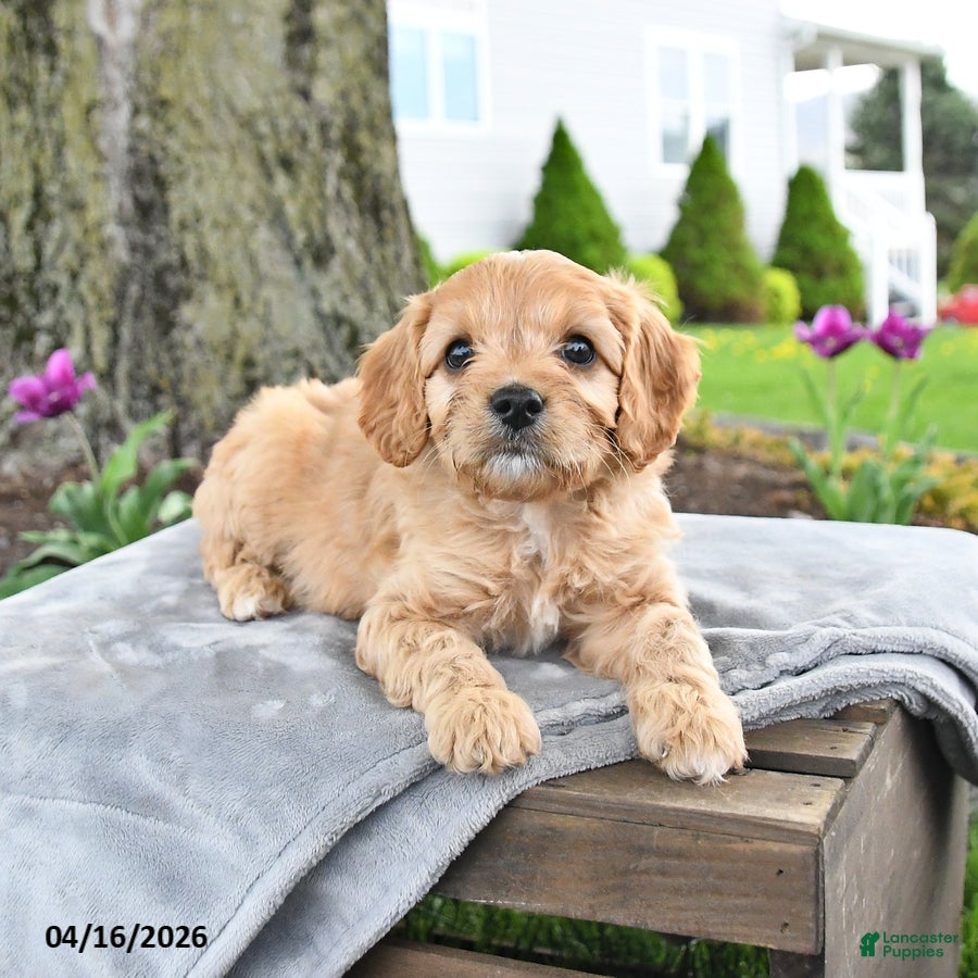 Cavapoo dogs Maple   - Ad 2
