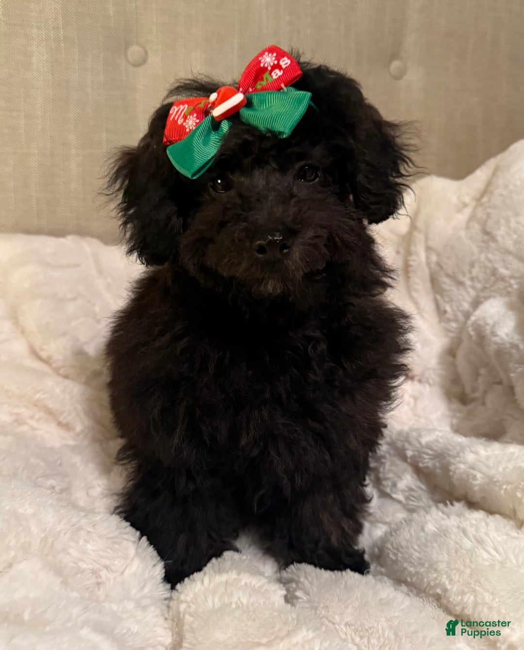 Toy Poodle dogs for sale: John  - Ad 2