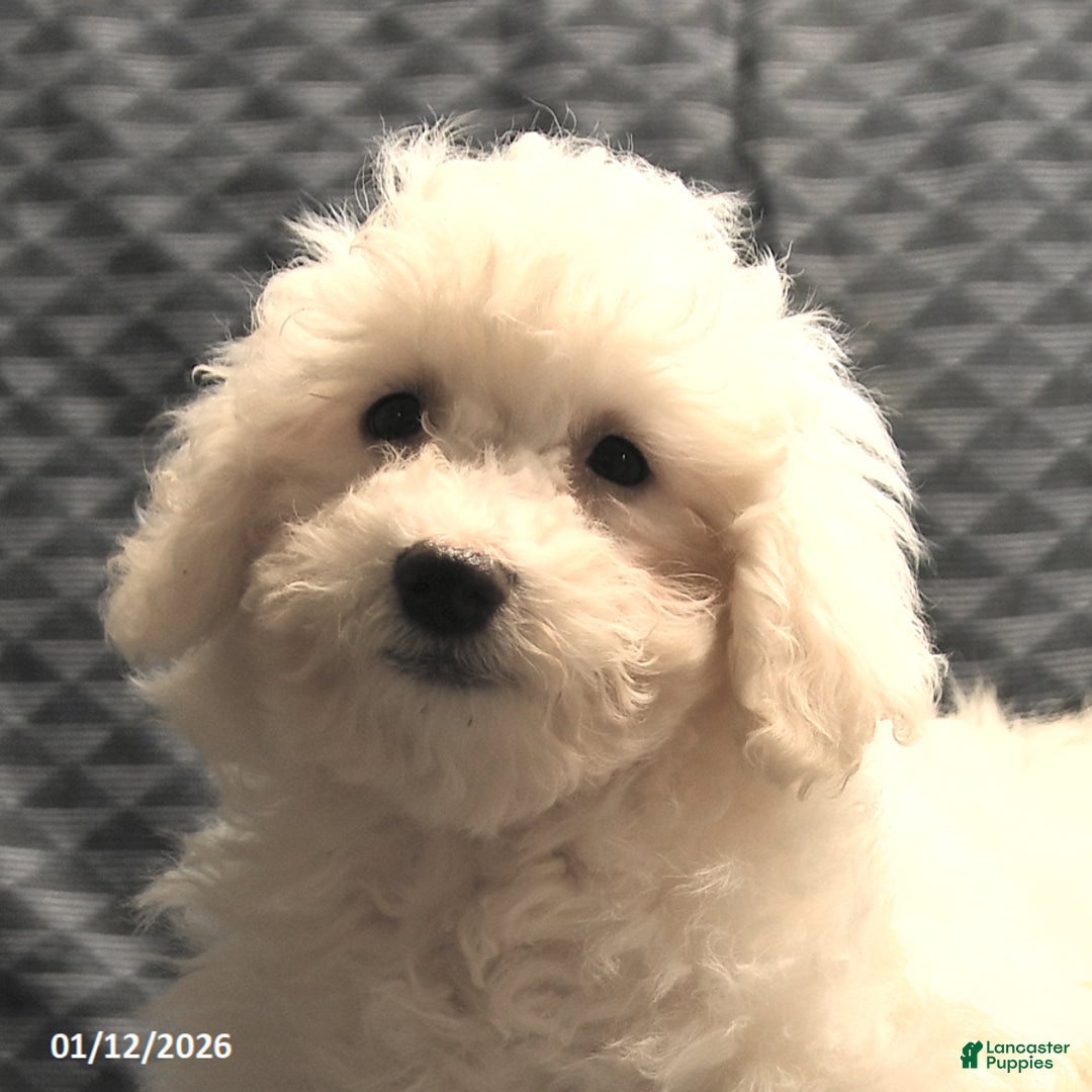Bichon Frise dogs for sale: Fred - Ad 5