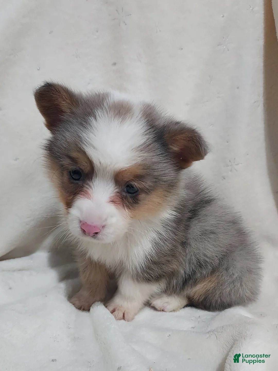 Gallery Image {{count}}