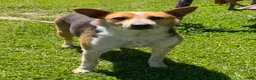 Mixed Breed dogs for sale: Hunter  - Ad 3