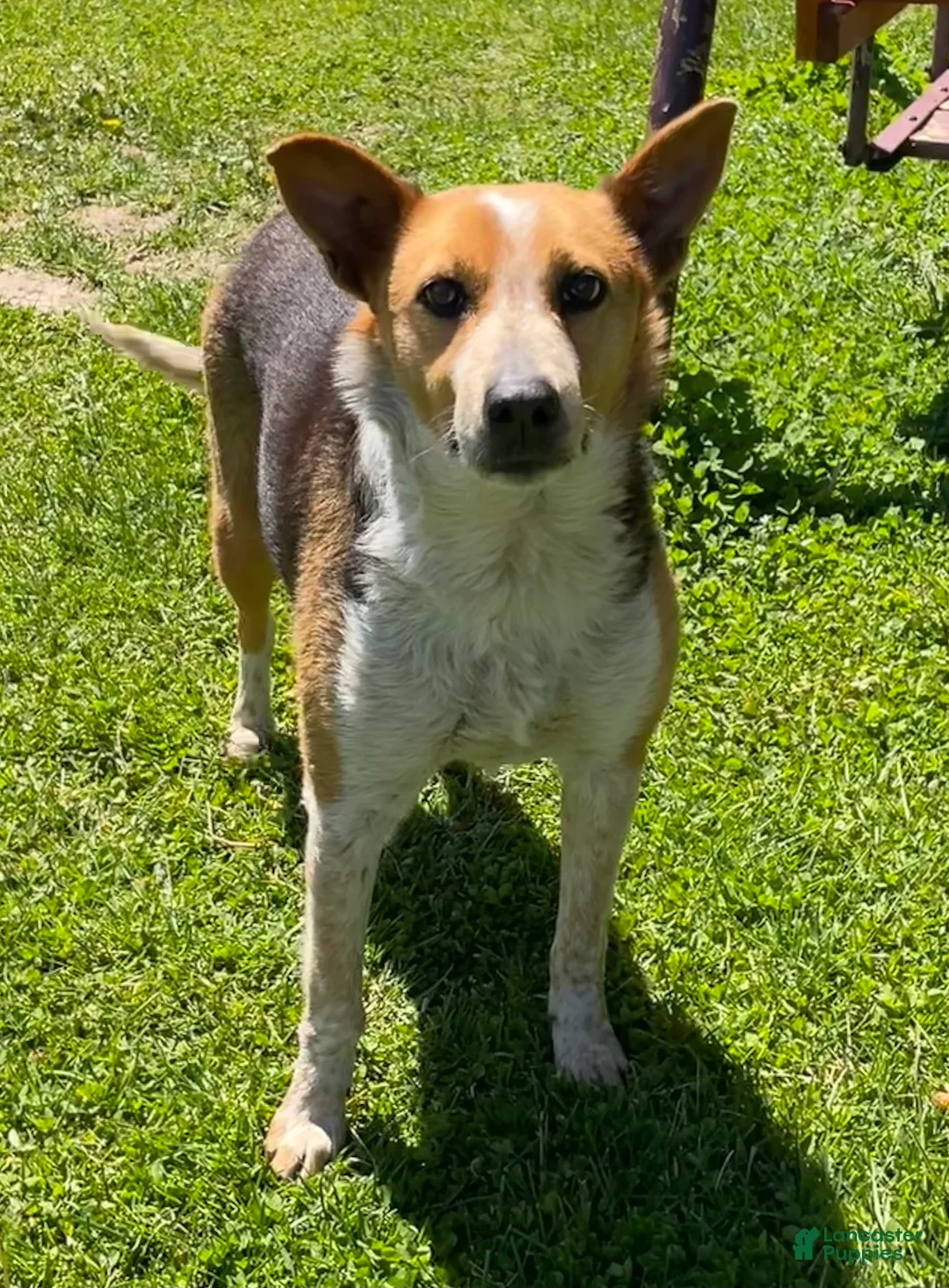 Mixed Breed dogs for sale: Hunter  - Ad 3