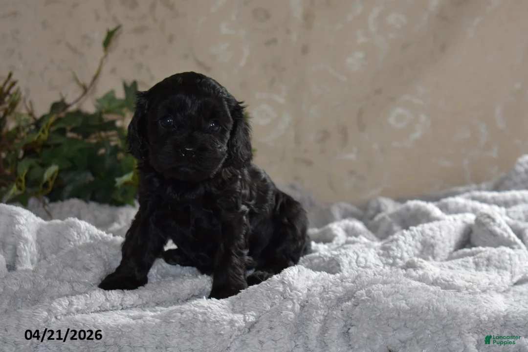 Cavapoo dogs for sale: Lucinda - Ad 6