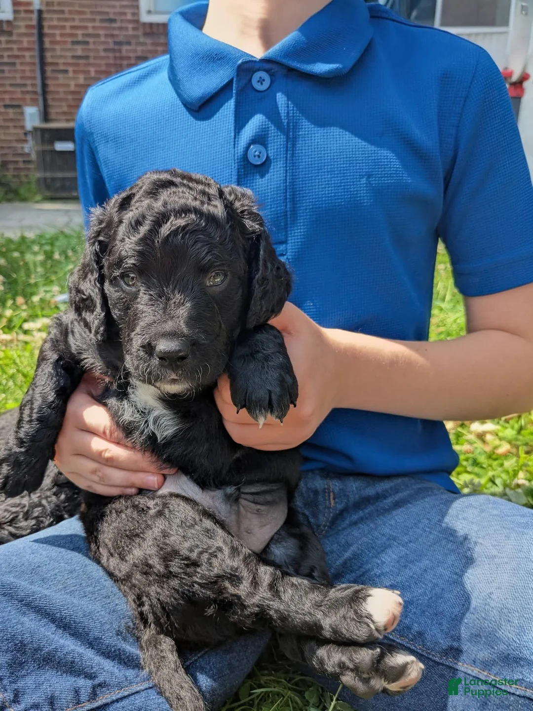 Mixed Breed dogs for sale: Mini Golden Bernedoodle- Nico - Ad 7