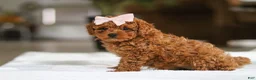 Maltipoo dogs for sale: Allie - Ad 3