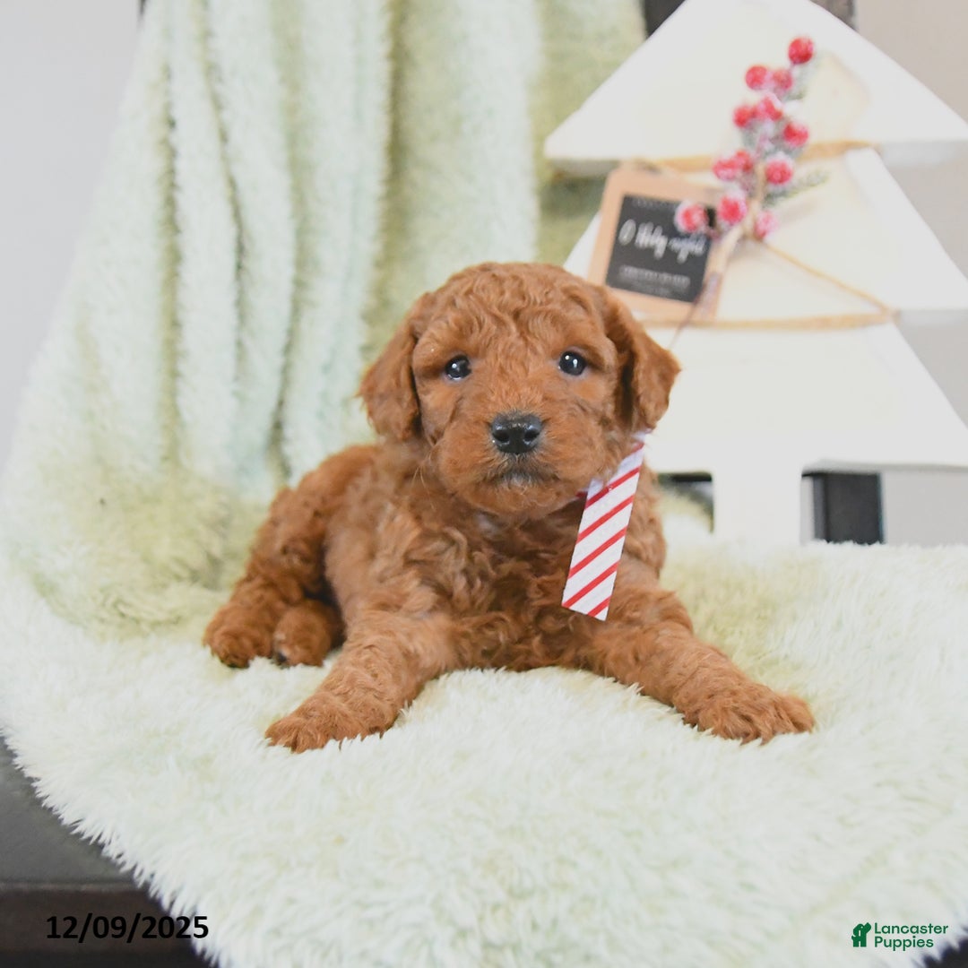 Mini Goldendoodle dogs for sale: Bear - Ad 2