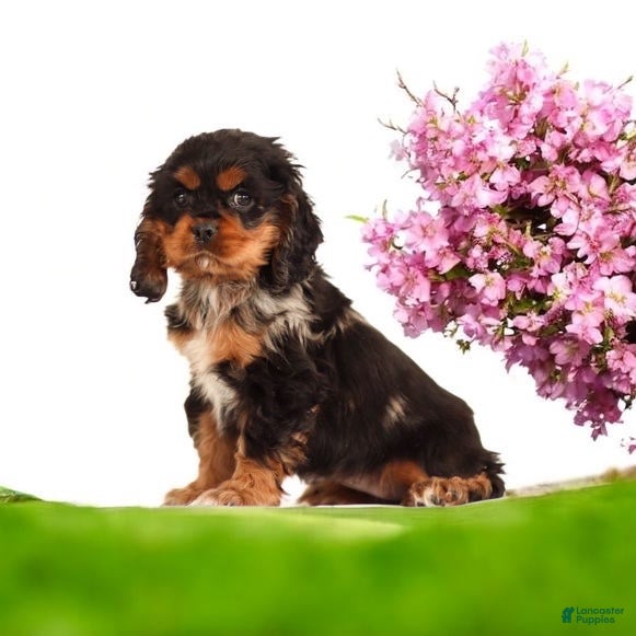 Cocker Spaniel dogs Rosebud🐾❤️Genetic Health Tested AKC Registered❤️Text or Call 717-319-4781 - Ad 37