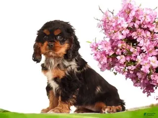 Cocker Spaniel dogs Rosebud🐾❤️Genetic Health Tested AKC Registered❤️Text or Call 717-319-4781 - Ad 37